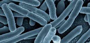 EHEC-Bacterie